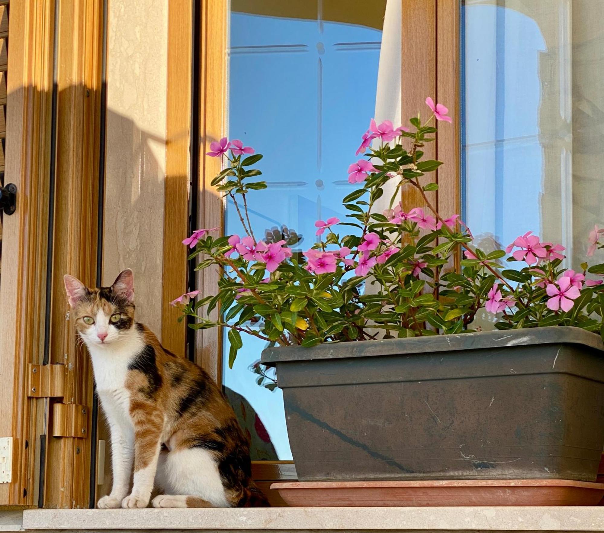 Villa Mare Giuggiola 阿尔卡莫马里纳 外观 照片